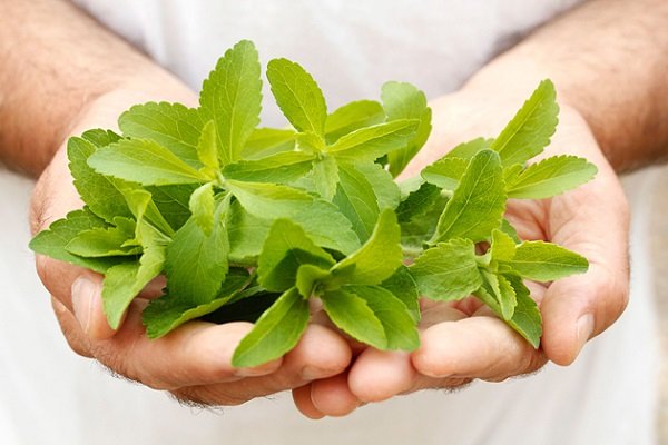 استویا یک شیرین کننده طبیعی فاقد کالری است که بطور گسترده به جای شکر در صنایع غذایی استفاده می شود. استویا تاریخچه طولانی در طب سنتی دارد.