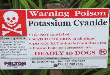 سیانور پتاسیم چیست و چه کاربردهایی دارد؟