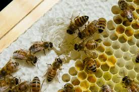 آشنایی با روش های تولید و فروش عسل