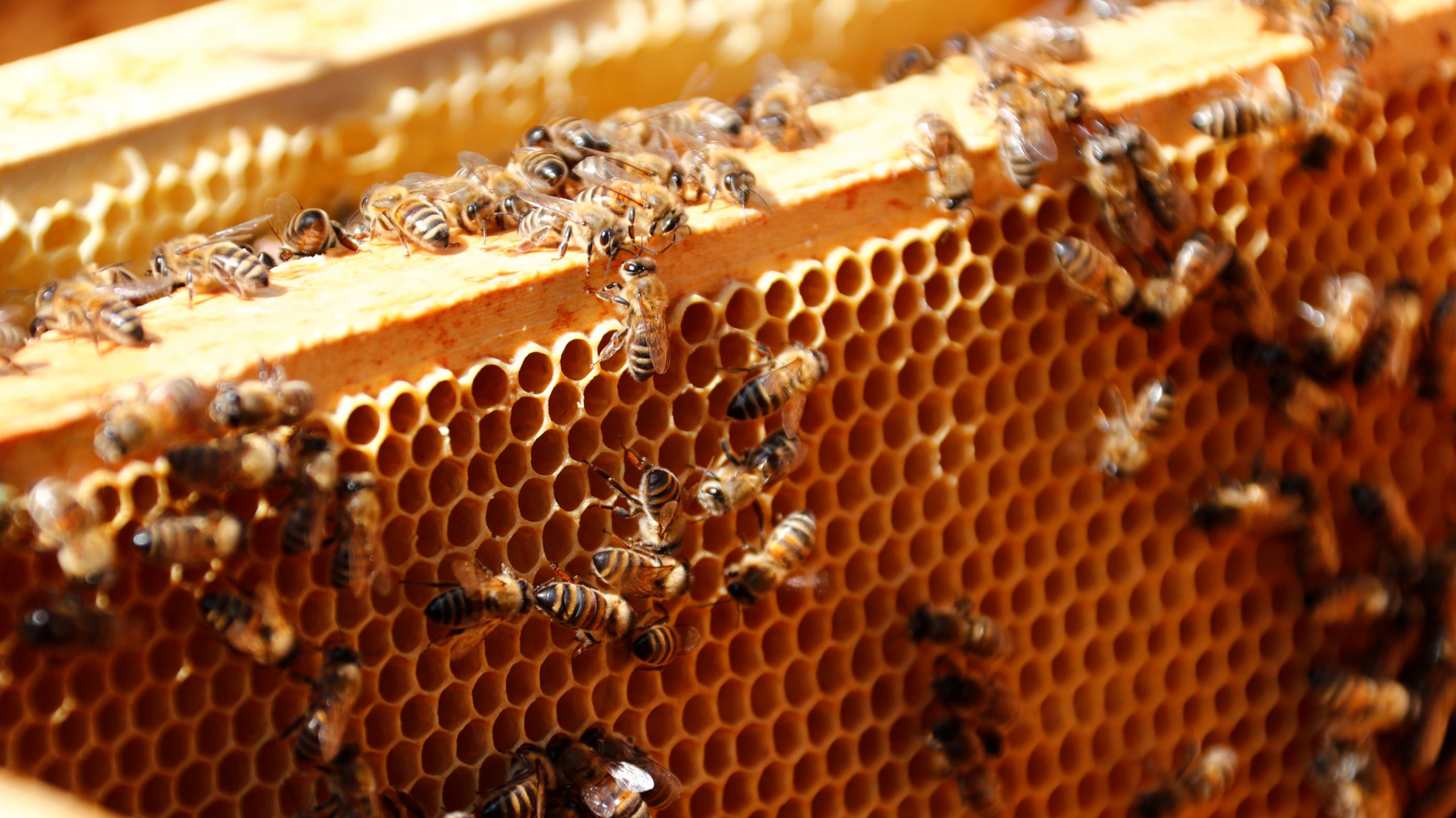 آشنایی با روش های تولید و فروش عسل