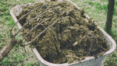 آشنایی با منافع استفاده از کود حیوانی