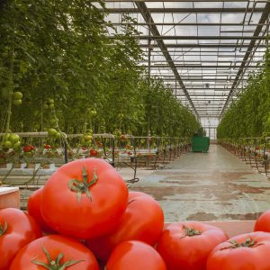 آشنایی با کشت گلخانه ای و مزایای آن
