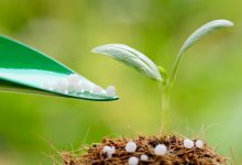 مزایای استفاده از کود کلسیم در رشد محصولات