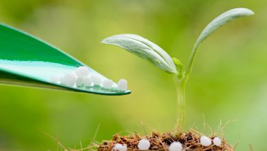 مزایای استفاده از کود کلسیم در رشد محصولات