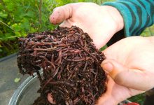 در مورد مزایای عالی ورمی کمپوست چه می دانید؟