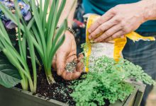 فواید استفاده از کودهای ریزمغذی در کشت محصول