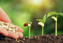 همه چیز در رابطه با کود کامل یا NPK