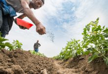 کود کربنات کلسیم و فواید مصرف آن