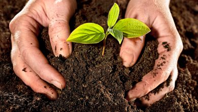 کود گیاهی چیست و چه کاربردهایی دارد؟
