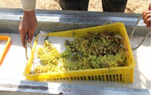 روغن سبزه یا روغن کشمش چیست و چه کاربردی دارد؟