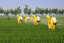 معرفی حشره کش سايفلوترين (سولفاک) و کاربردهای آن