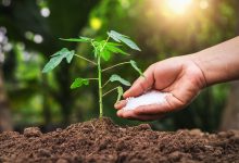 آشنایی با کود مونو پتاسیم فسفات و کاربرد های آن