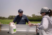 سم قارچ کش اینفینیتو چیست و چگونه استفاده می شود؟