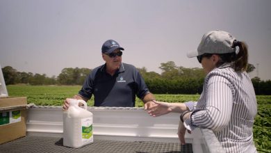 سم قارچ کش اینفینیتو چیست و چگونه استفاده می شود؟