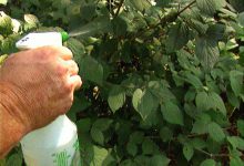 سم قارچ کش ویستا چیست و چگونه استفاده می شود؟