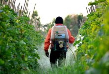 سم قارچ کش ادیفنفوس چیست و چه مصارفی دارد؟