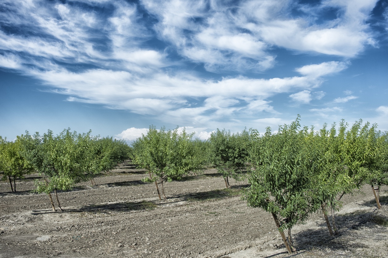 شوری خاک چیست و چگونه می توان آنرا کاهش داد؟