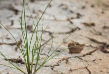 شوری خاک چیست و چگونه می توان آنرا کاهش داد؟