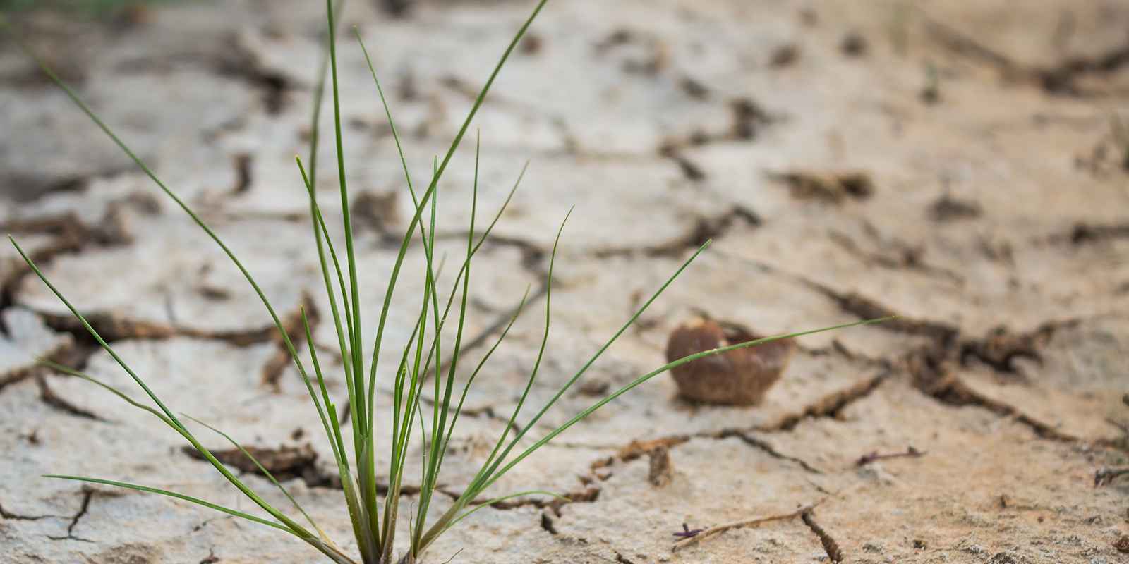 شوری خاک چیست و چگونه می توان آنرا کاهش داد؟