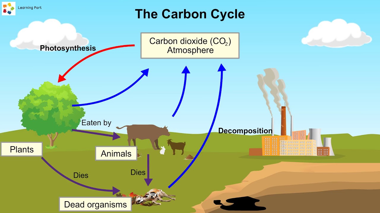 چرخه کربن چیست و چه نقشی در حفظ حیات دارد؟