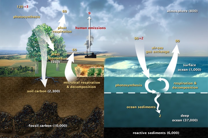 چرخه کربن چیست و چه نقشی در حفظ حیات دارد؟