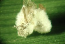 آشنایی با کاربردهای سم حشره کش باواریا بازیانا (ناتورالیس)