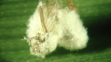 آشنایی با کاربردهای سم حشره کش باواریا بازیانا (ناتورالیس)