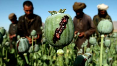 تریاک چیست و اعتیاد به آن چه عوارضی در پی دارد؟
