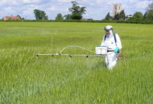 سم حشره کش هپتنوفوس (هوستاكوئیک) و کاربردهای آن