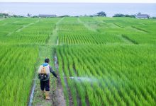 سم حشره کش گلادیاتور چیست و چگونه عمل می کند؟