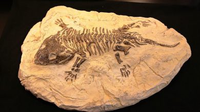 فسیل چیست و از ارزش علمی آن چه می دانید؟