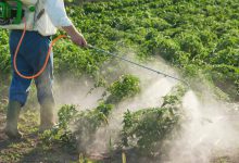 معرفی سم حشره کش آزینفوس متیل (گوزاتیون ام) و کاربردهای آن