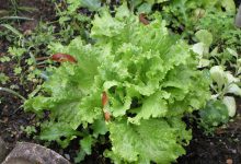 آشنایی با کاربردهای سم حلزون کش متالدهید (متالان جی)