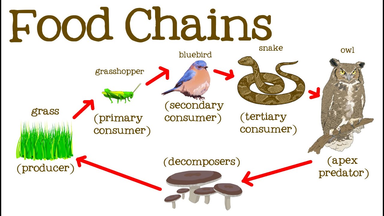 زنجیره غذایی چیست و چه تفاوتی با شبکه غذایی دارد؟