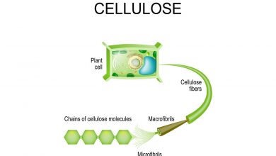 سلولز چیست و از خواص و کاربردهای آن چه می دانید؟