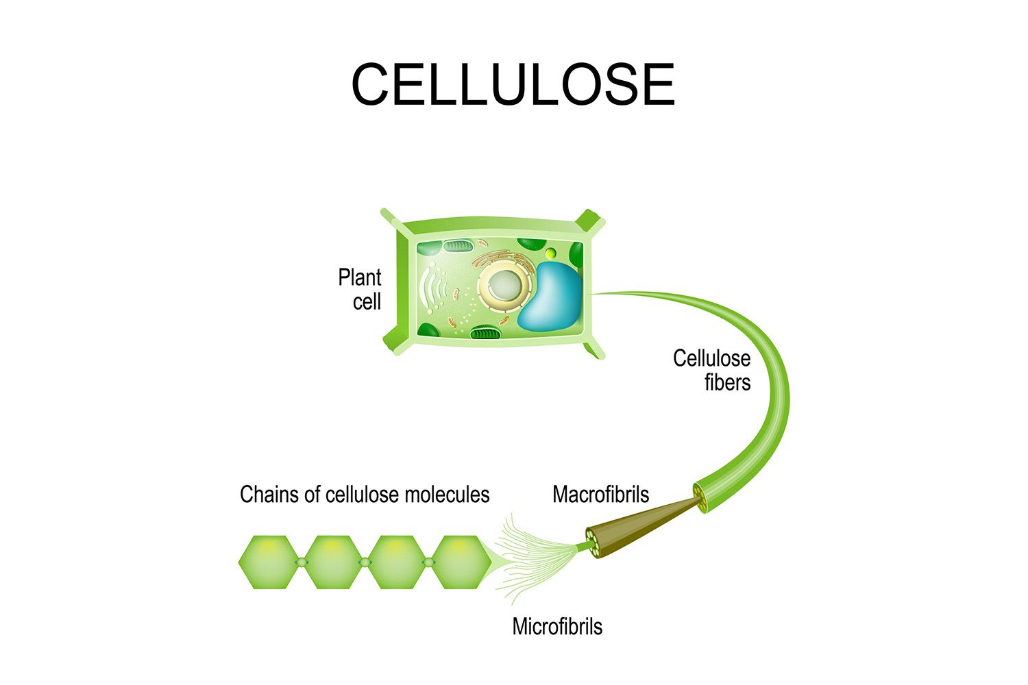 سلولز چیست و از خواص و کاربردهای آن چه می دانید؟