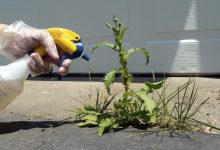 موارد مصرف و قیمت علف کش ستوکسیدیم (نابو- اس)