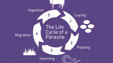 هر آنچه باید در مورد انگل و زندگی انگلی بدانید!