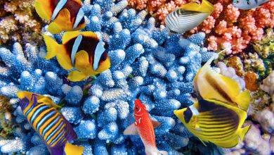 همه روابط همزیستی بین موجودات روی زمین