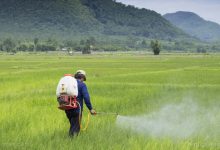 کاربردها و قیمت سم علف کش سیکلوکسیدیم ( فوکوس)