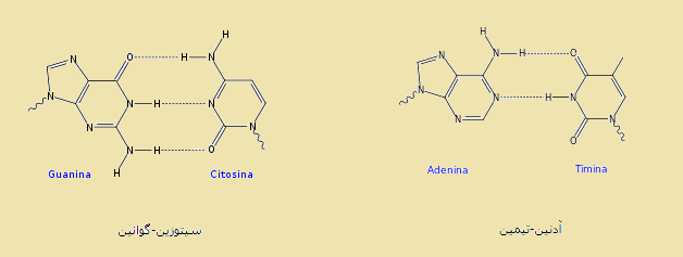 پیوندهای هیدروژنی در مولکول های DNA و RNA