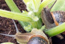 سم نرم تن کش چیست و چه کاربردی در کشاورزی دارد؟