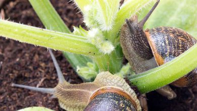 سم نرم تن کش چیست و چه کاربردی در کشاورزی دارد؟