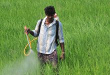 موارد مصرف و قیمت علف کش تری فلوسولفورن متیل (سافاری)