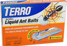 سم مورچه چیست و نکات مهم برای خرید سم مورچه