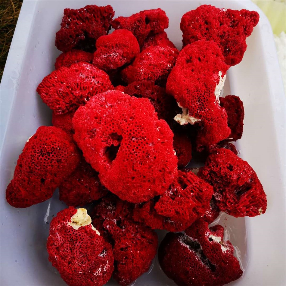 سنگ مرجان چیست و از خواص جادویی سنگ مرجان چه می دانید؟