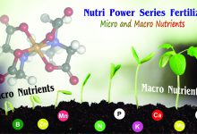 کود ماکرو چیست و چه تاثیری بر بازدهی محصولات زراعی دارد؟