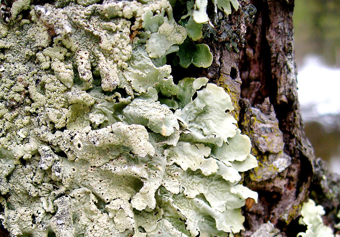 گلسنگ چیست و چه ویژگی ها و قابلیت های عجیبی دارد؟