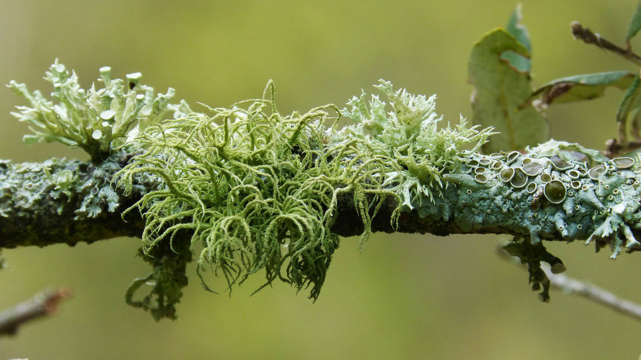 گلسنگ چیست و چه ویژگی ها و قابلیت های عجیبی دارد؟