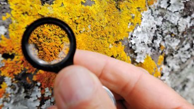 گلسنگ چیست و چه ویژگی ها و قابلیت های عجیبی دارد؟